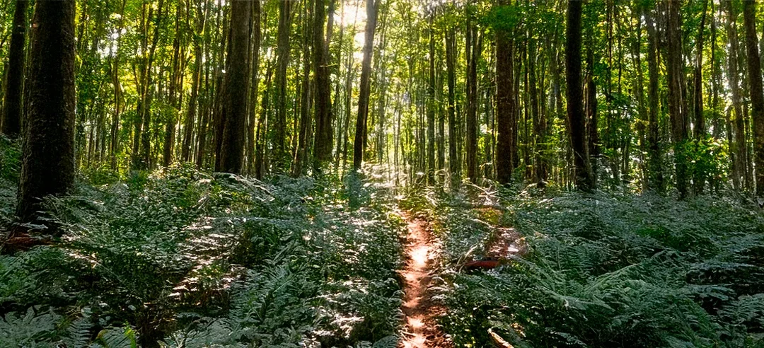 One Road, Many Paths: How Spiritual Direction Welcomes Every Journey