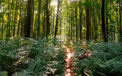 One Road, Many Paths: How Spiritual Direction Welcomes Every Journey